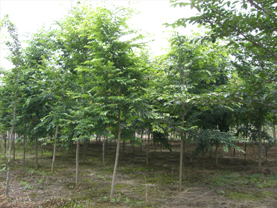 植木 緑化樹木 造園 庭木の事なら八進緑産株式会社 イヌシデ