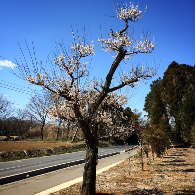 梅 ウメ 野梅性（のばいせい） | 八進緑産株式会社