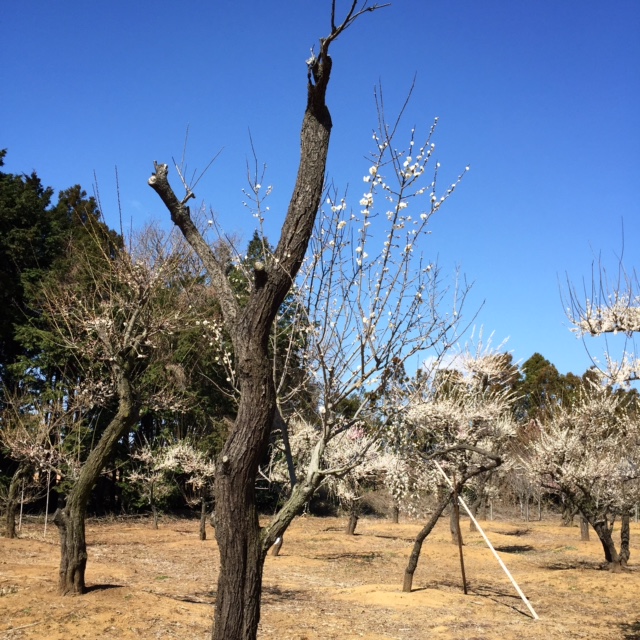 盆栽 玉牡丹 八重白梅 花芽満点 梅 ウメ 玉牡丹（たまぼたん） | 八進