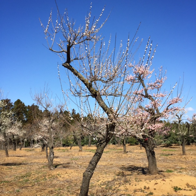 梅 ウメ 春日野（かすがの） | 八進緑産株式会社