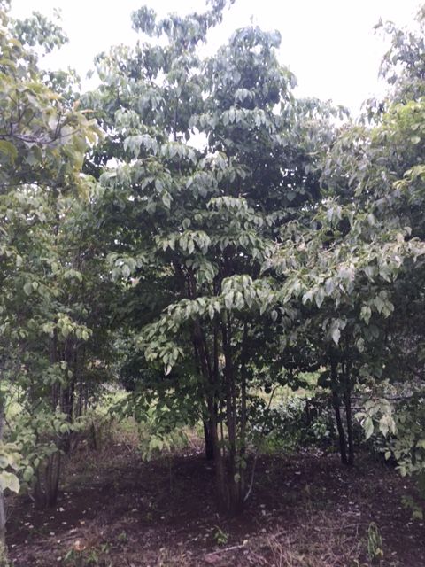 山採り天然木風 ハナミズキ株立 白花 3.5～4.0m程度 | 八進緑産株式会社