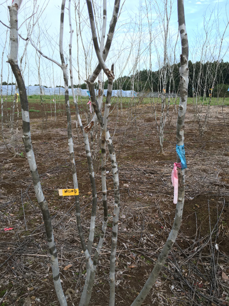 2022激安通販 a1 山採り アオダモ 植物/観葉植物 - brightontwp.org