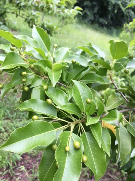 3 山採り　ソヨゴ　メス木 山採り ソヨゴ メス木