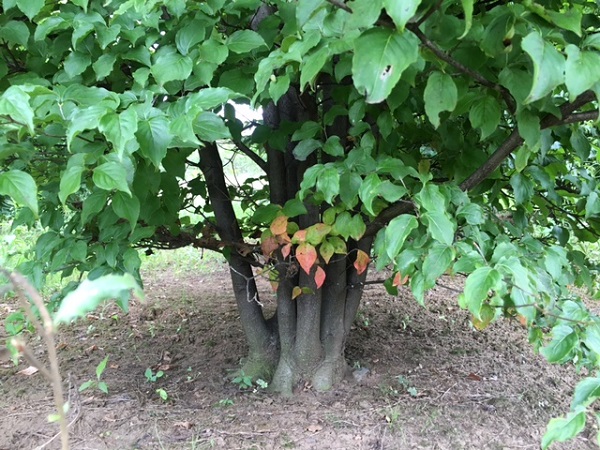 ヤマボウシ株立 畑もの 高さ3.0m程度 | 八進緑産株式会社