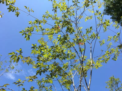 4 アオダモ 株立ち いい感じのアオダモ 4本立ち（山採り天然 アオダモ 4（