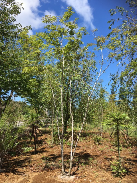 アオダモ 株立ち（株立ち風？） 約3.8m | 八進緑産株式会社