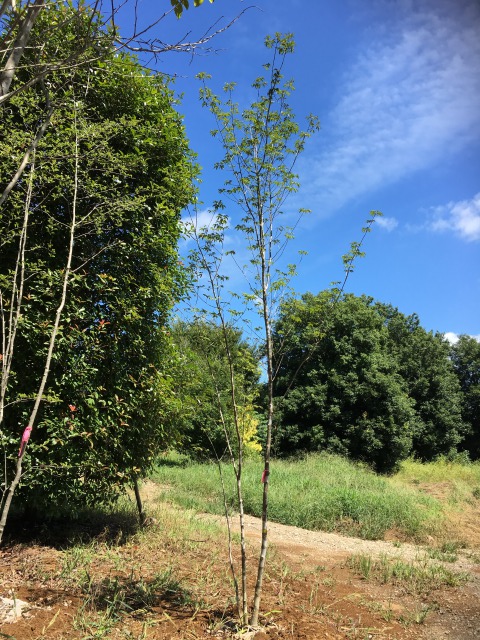 山採りを鉢植え。天然アオダモ株。 - インテリア小物