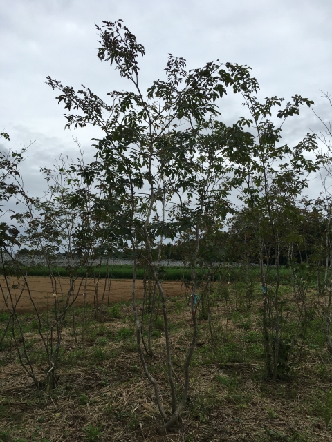 【株立ち・美白斑点模様】アオダモ A250401 【茨城直接引渡し可】山採り 株立ち・美白斑点模様】アオダモ A250401 【茨城直接引渡し可