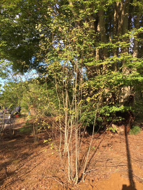 シャラノキ/株立ち/良形株【現品発送】管理70906 シャラ 株立 樹高H