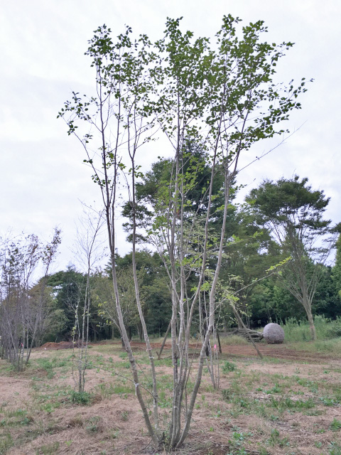 山採り天然木 アオハダ株立ち 約5.0m | 八進緑産株式会社