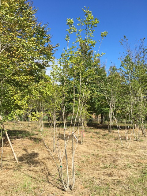 山採り天然木 アオハダ 株立ち 約4.0m | 八進緑産株式会社