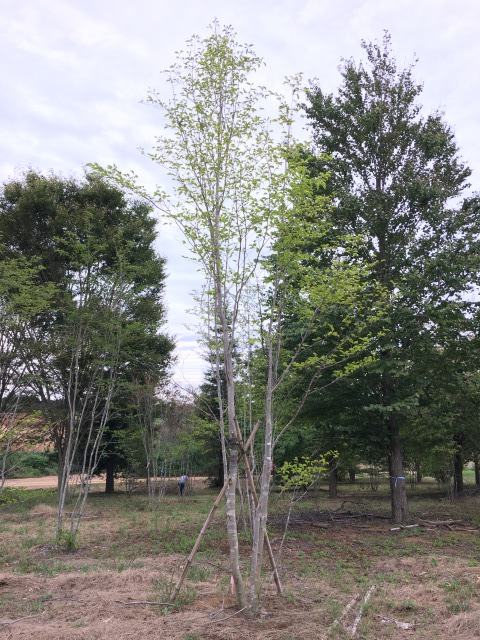 山採り アオハダ 自然樹形 単木 楽天市場】山採り【アオダモ】 株立ち 自然樹形 コバノトネリコ 樹高H