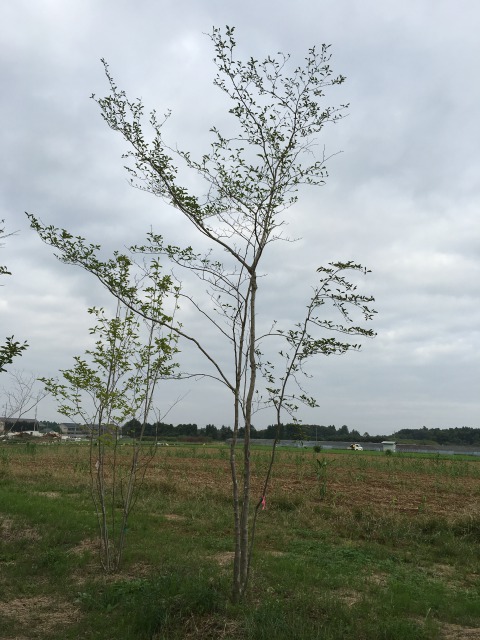 お庭への植えつけはもちろんオススメ。山採り天然アオハダ株