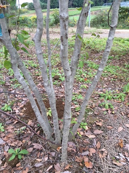 山採り天然木 アオハダ 株立 高さ4.0B | 八進緑産株式会社