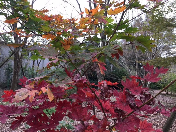 山採りハウチワカエデ 絶品大株立3.2M(鉢底から) 山採りハウチワカエデ 絶品大株立3.2M(鉢底から) 山採り