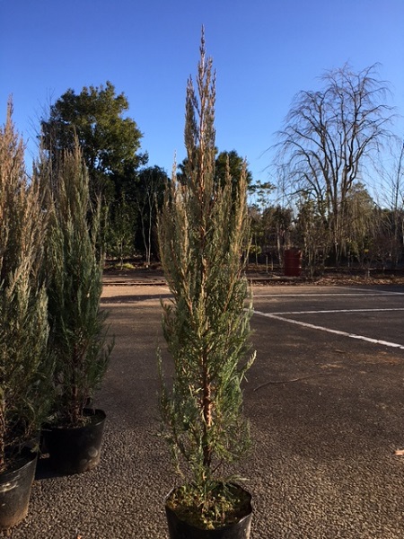 ブルーアイス 苗 200cm?綺麗な葉色 シルバーブルー 大型優良株