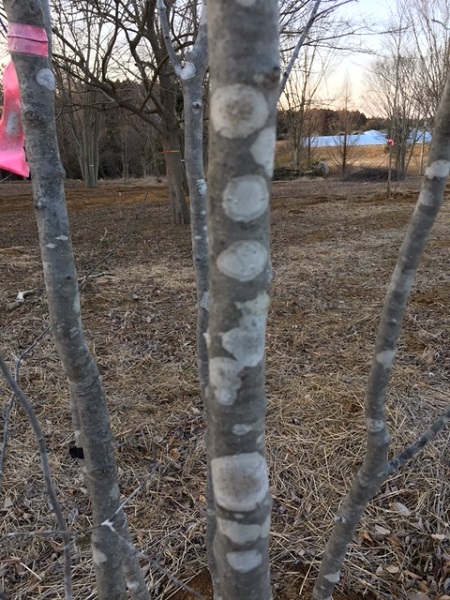 山採り天然木 アオハダ株立 5.0m程度 | 八進緑産株式会社