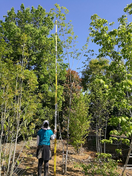 お庭への植えつけはもちろんオススメ。山採り天然アオハダ株