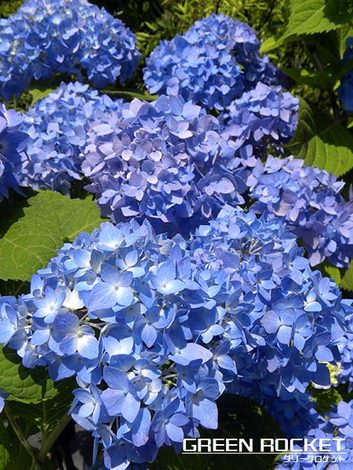 6/28】梅雨の風物詩 アジサイ 紫陽花 | 八進緑産株式会社
