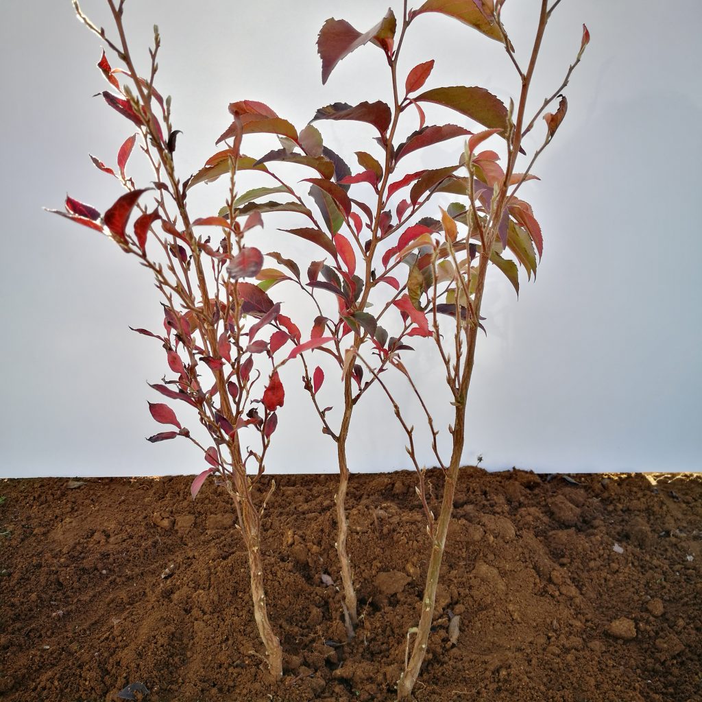 2.8M鉢底 フラワー・ガーデニング 山採り ソヨゴ